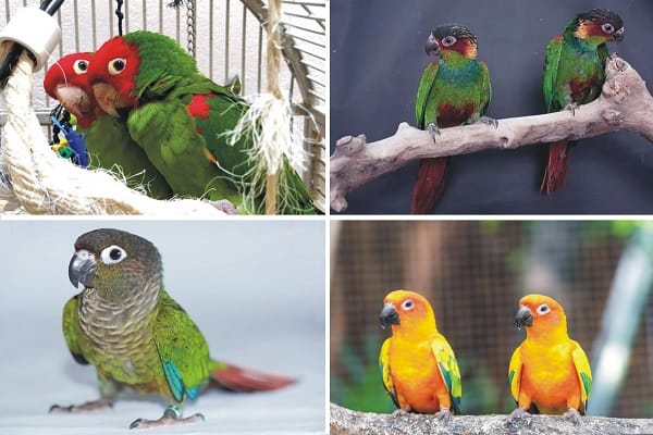 types of conures