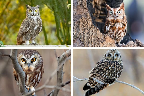 Owls in Massachusetts