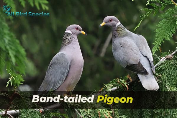 Band-tailed Pigeon