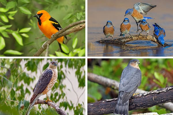 Birds With Orange Chests of North America