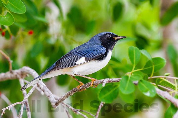 Black-Throated Blue Warbler