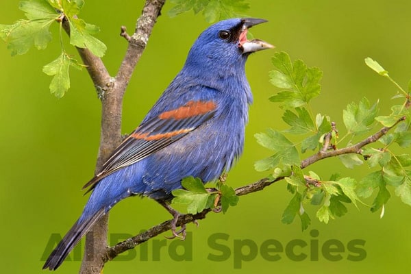 Blue Grosbeak