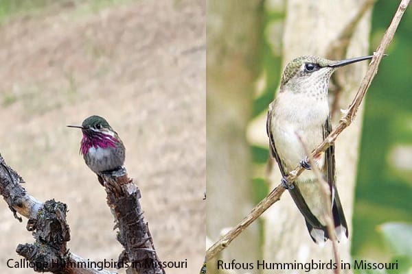 Calliope and Rufous Hummingbirds in Missouri