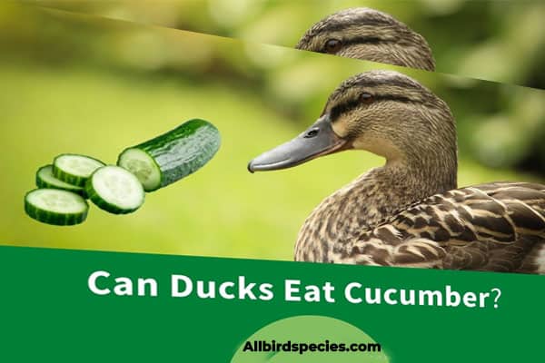 Can Ducks Eat Cucumber