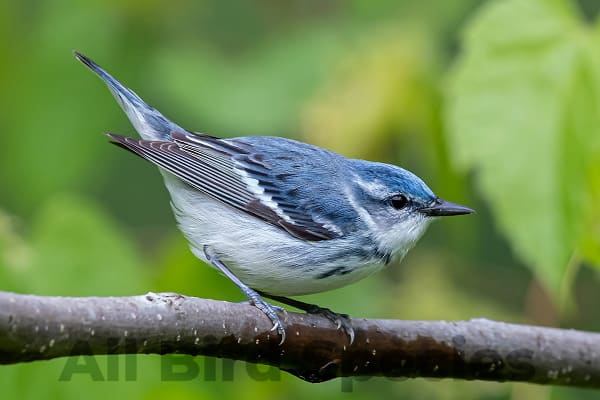 Cerulean Warbler