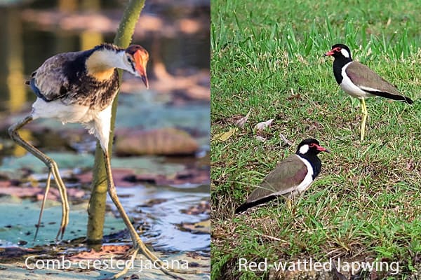 Comb-Crested Jacana and Red-Wattled Lapwing