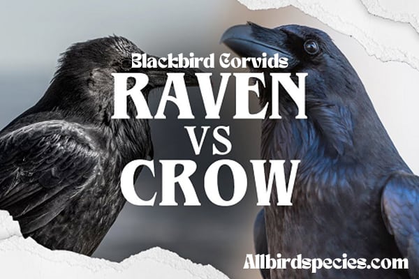 Crow vs Raven vs Blackbird Corvids