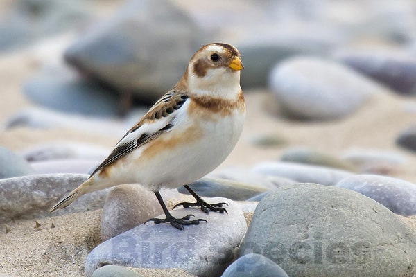 Delicate Snow Bunting