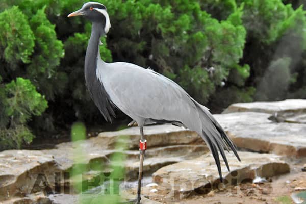 Demoiselle Crane (Anthropoides virgo)