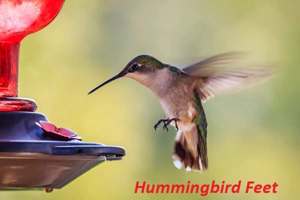 Do Hummingbirds Have Feet