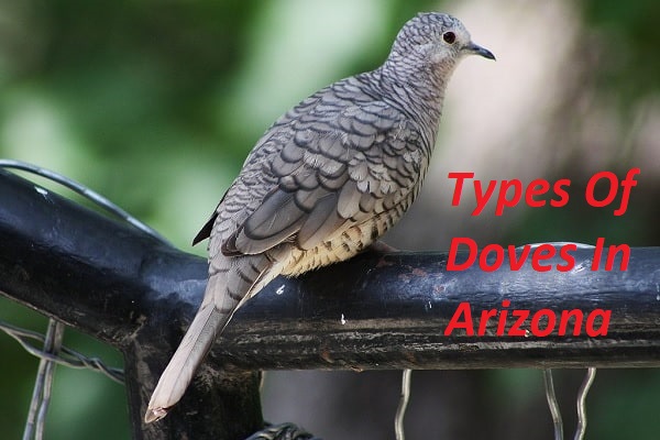 Doves in Arizona
