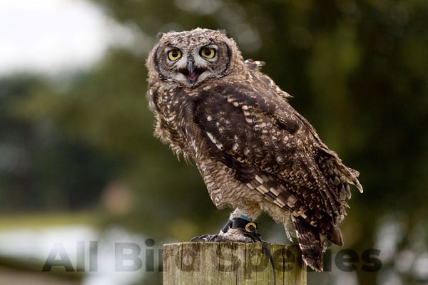 Eagle Owls in Africa