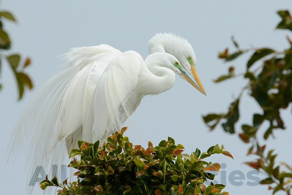 Great Egrets in Florida