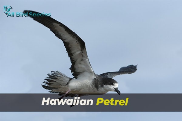 Hawaiian Petrel