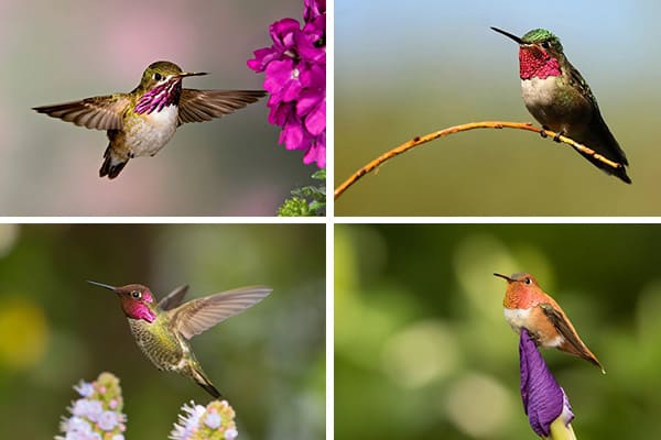 Hummingbirds in Maryland
