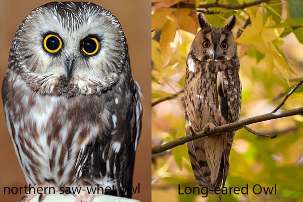 Long-eared Owl and Northern Saw-whet Owl