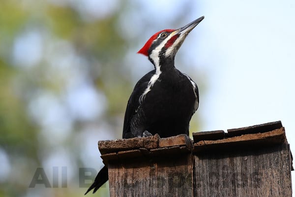 Majestic Woodpeckers