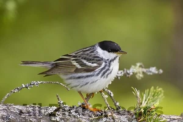 Melodious Blackpoll Warbler