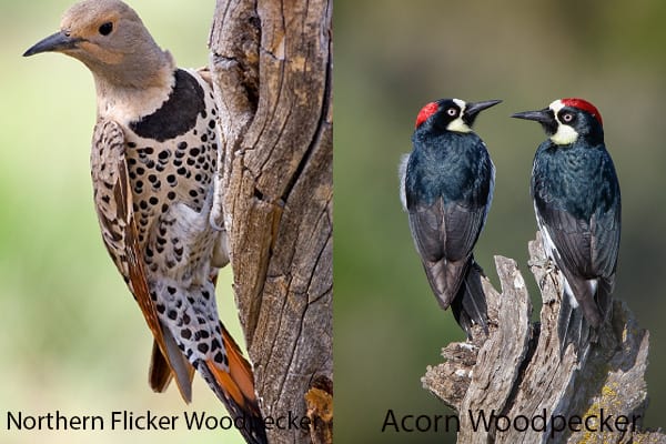 Northern Flicker and Acorn Woodpecker in Texas