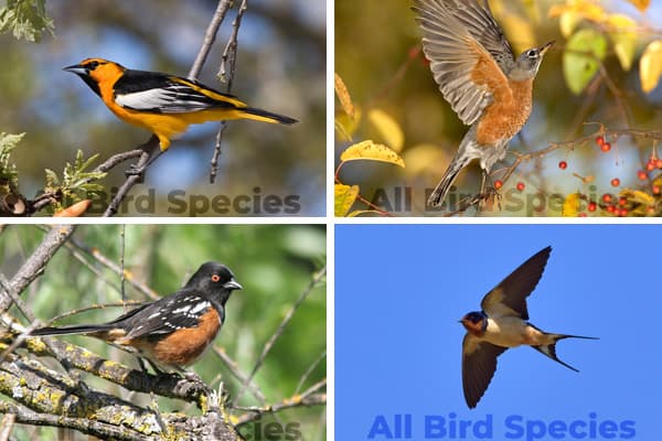 Orange and Black Birds in Colorado
