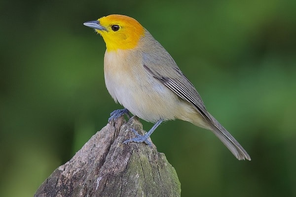 Orange-headed Tanager