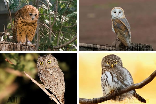 Owls in Africa