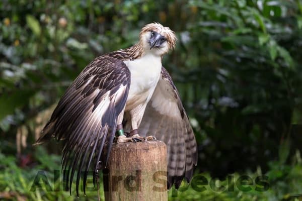 Philippine Eagle (Pithecophaga jefferyi)
