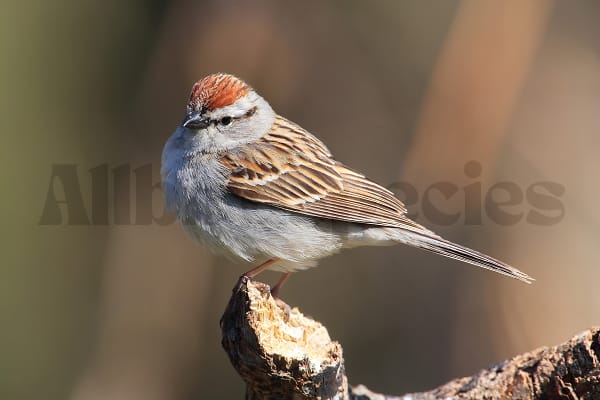 red sparrow bird spiritual meaning