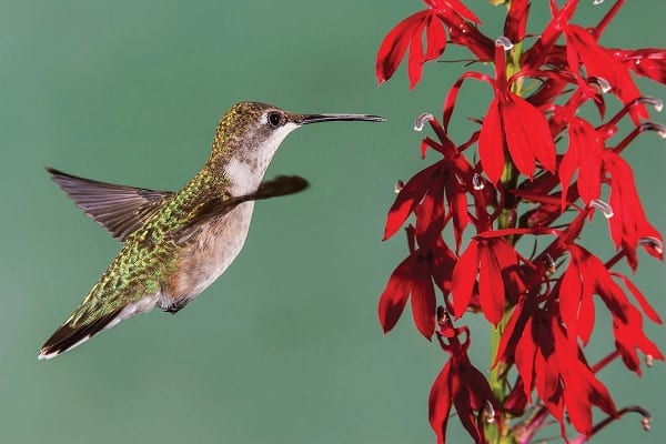 Ruby-throated Hummingbird in Missouri