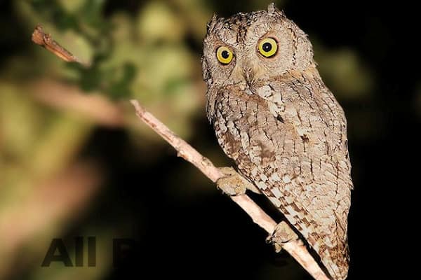 Scop's Owls in Africa