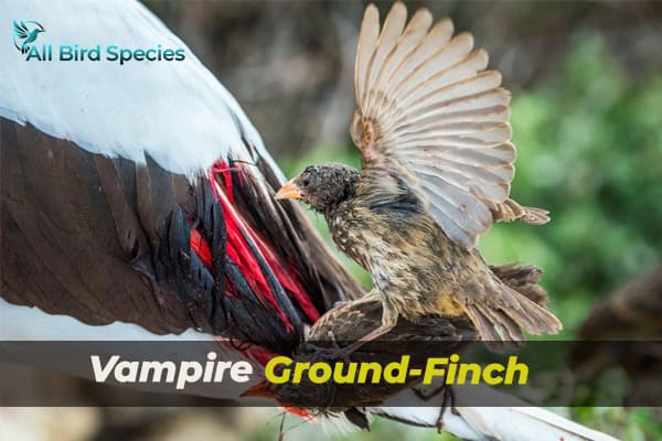 Vampire Ground-Finch