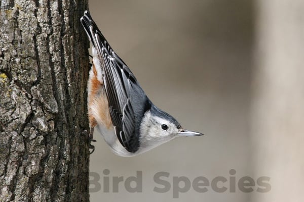 Versatile White-breasted Nuthatch