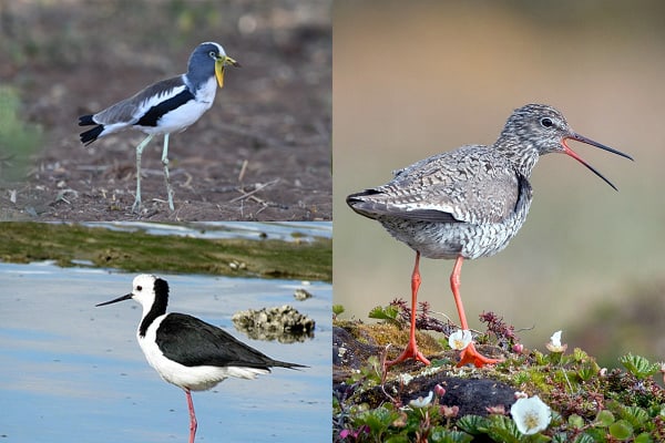 White-Crowned Lapwing, Common Redshank, and Pied Stilt.