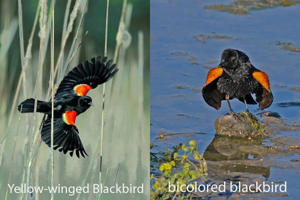World of Blackbirds Icterida