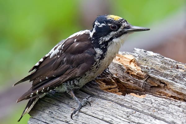 american three-toed woodpecker