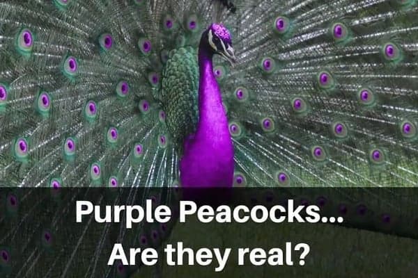 are purple peacocks real
