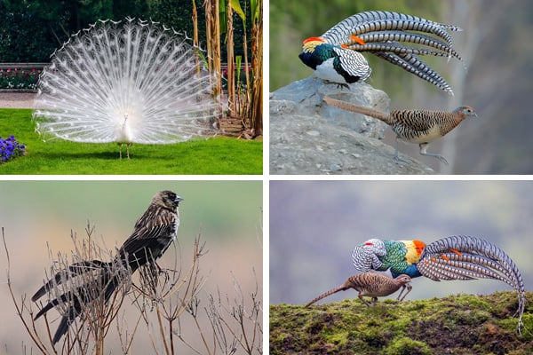 birds similar to peacocks