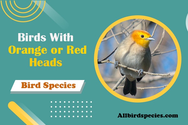 birds with orange or heads