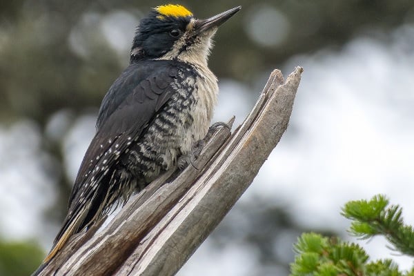 black-backed woodpecker