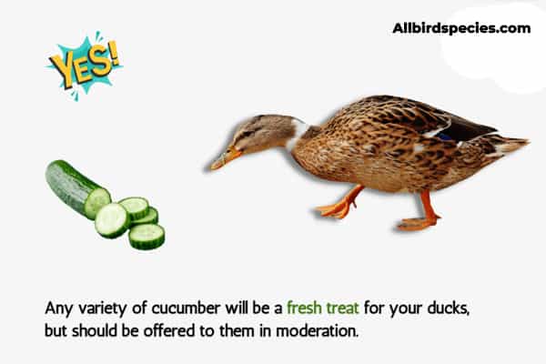 can ducks eat cucumber peels