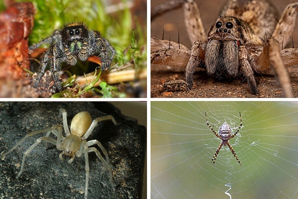 common spiders in california