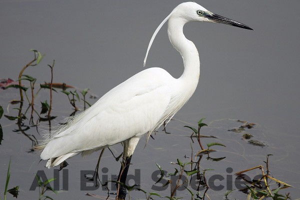 little egrets