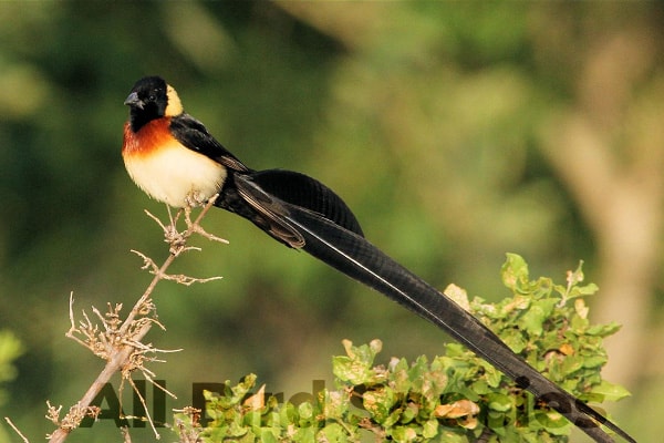 long-tailed paradise whydah