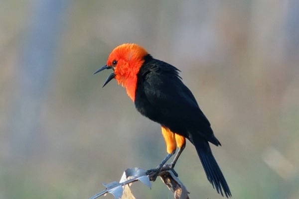 scarlet-headed blackbird