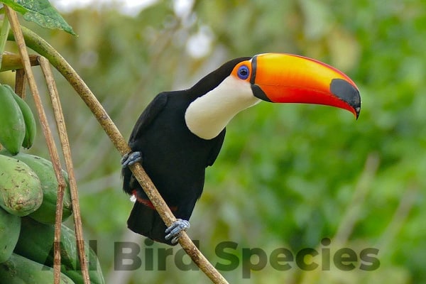 toco toucan