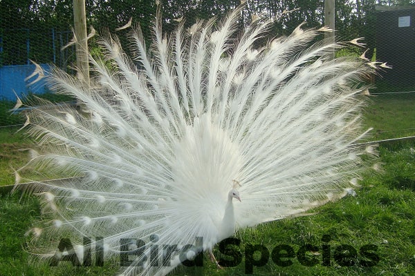 white peafowl