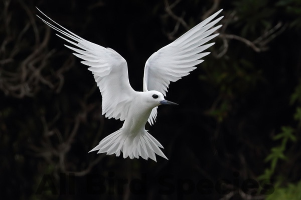 white tern