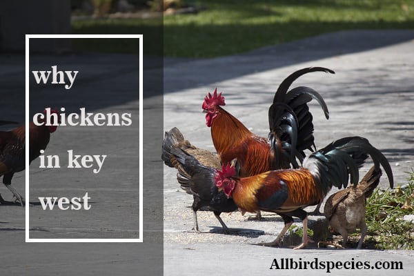 why chickens in key west