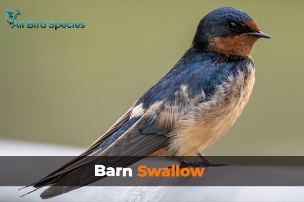 Barn Swallow