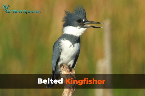 Belted Kingfisher